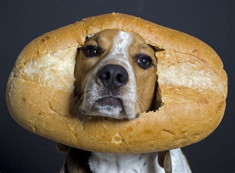 cachorro pode comer pão - cachorro pode comer pão